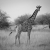Giraffa - Etosha National Park, Namibia